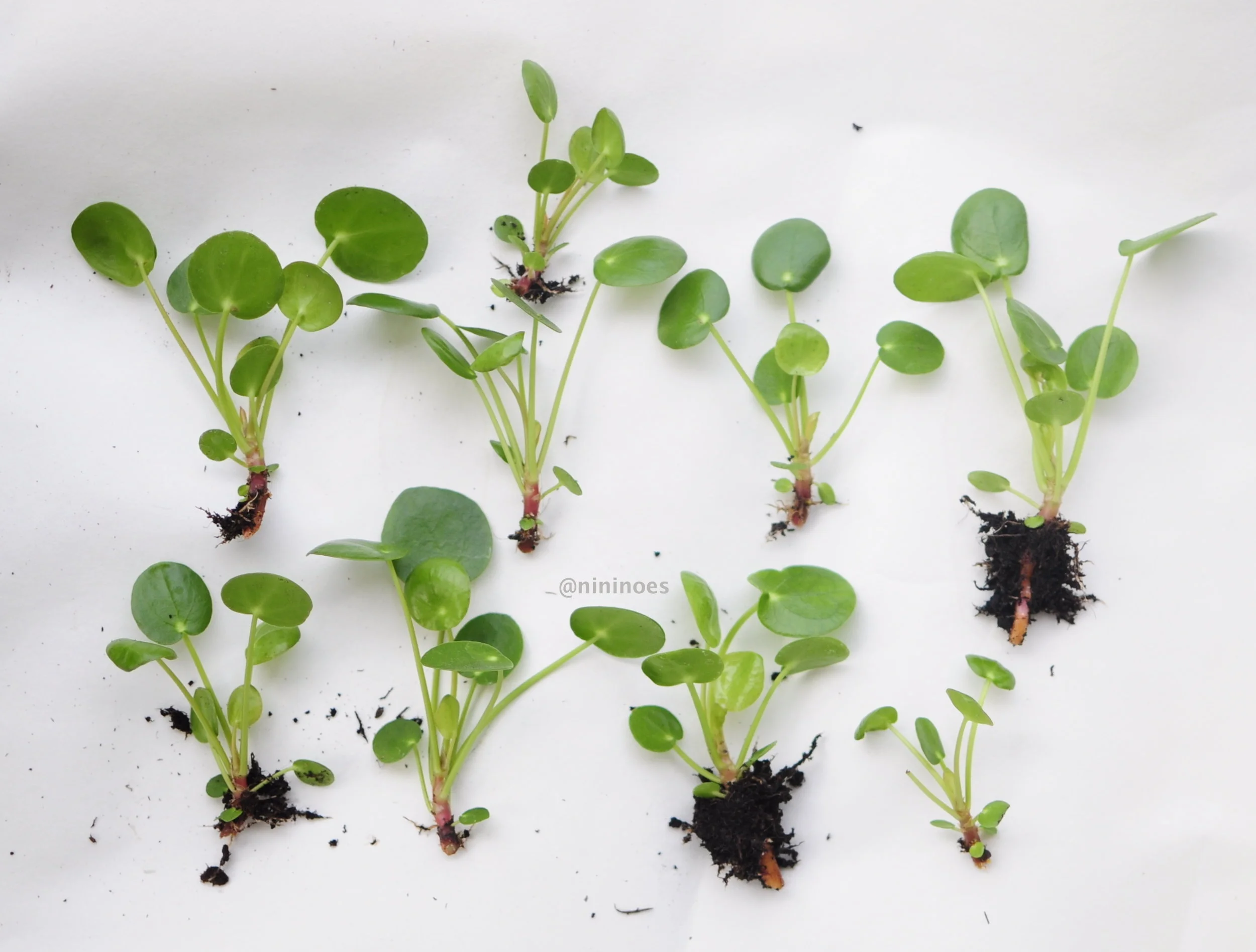 Propagating pilea hotsell